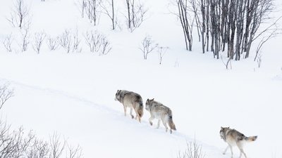 На Львівщині зграя вовків напала на собаку (ВІДЕО)