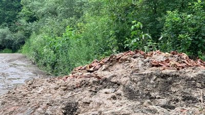 У Новому Роздолі тваринні рештки викинули просто неба (ФОТО)