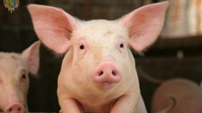 Аграрії Львівщини збільшили валове виробництво сільськогосподарської продукції