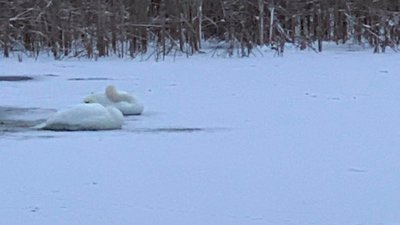 На Левандівці замерзло озеро, на якому зимують лебеді (ФОТО)