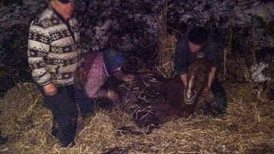 На Львівщині кінь застряг у болоті