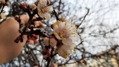 У Xepcoнi зaцвiли aбpикocи (ФОТО)