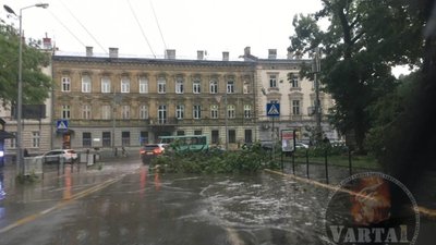 Біля університету Франка впало дерево (ФОТО)