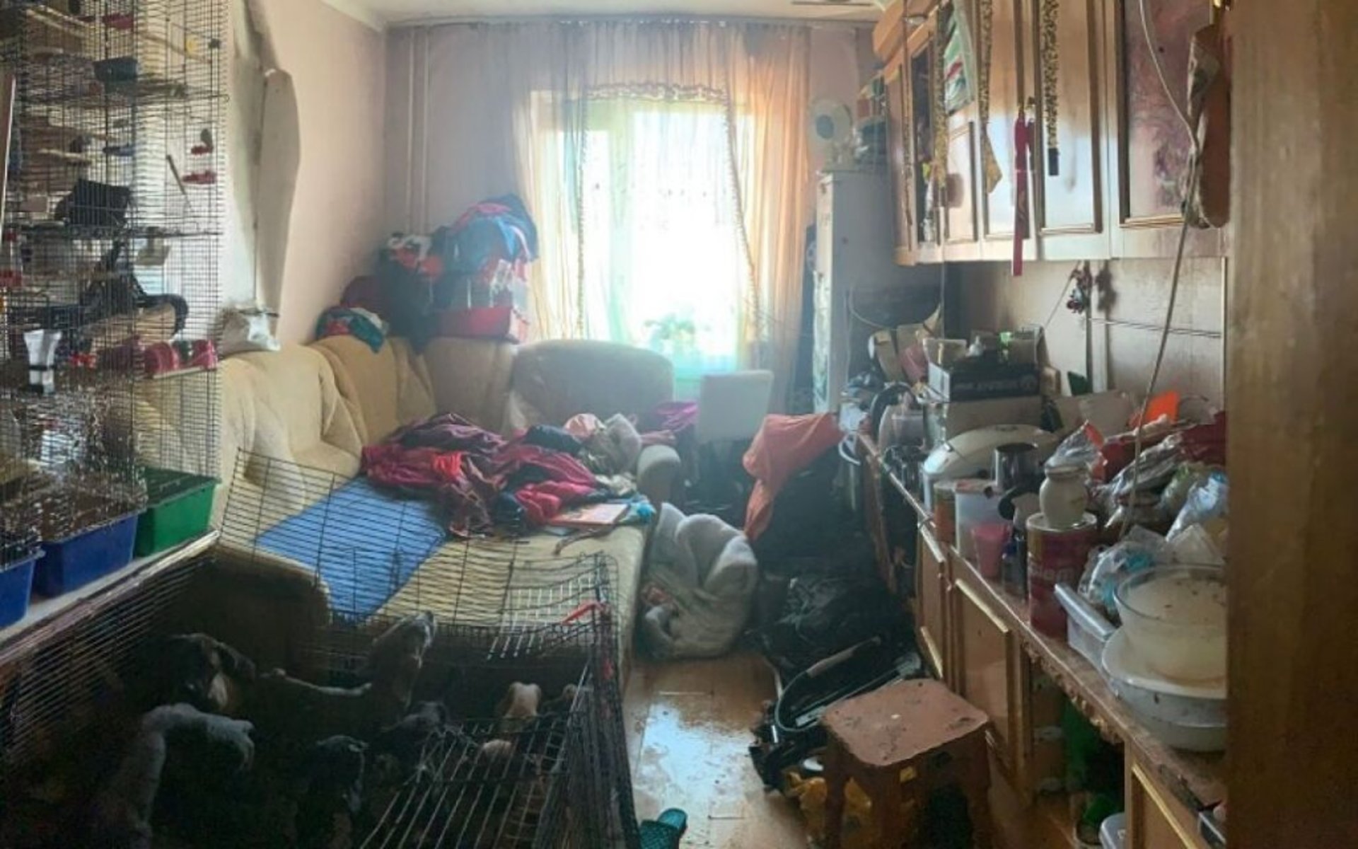 У Києві матір тримала 5-річну доньку під замком із 10 собаками