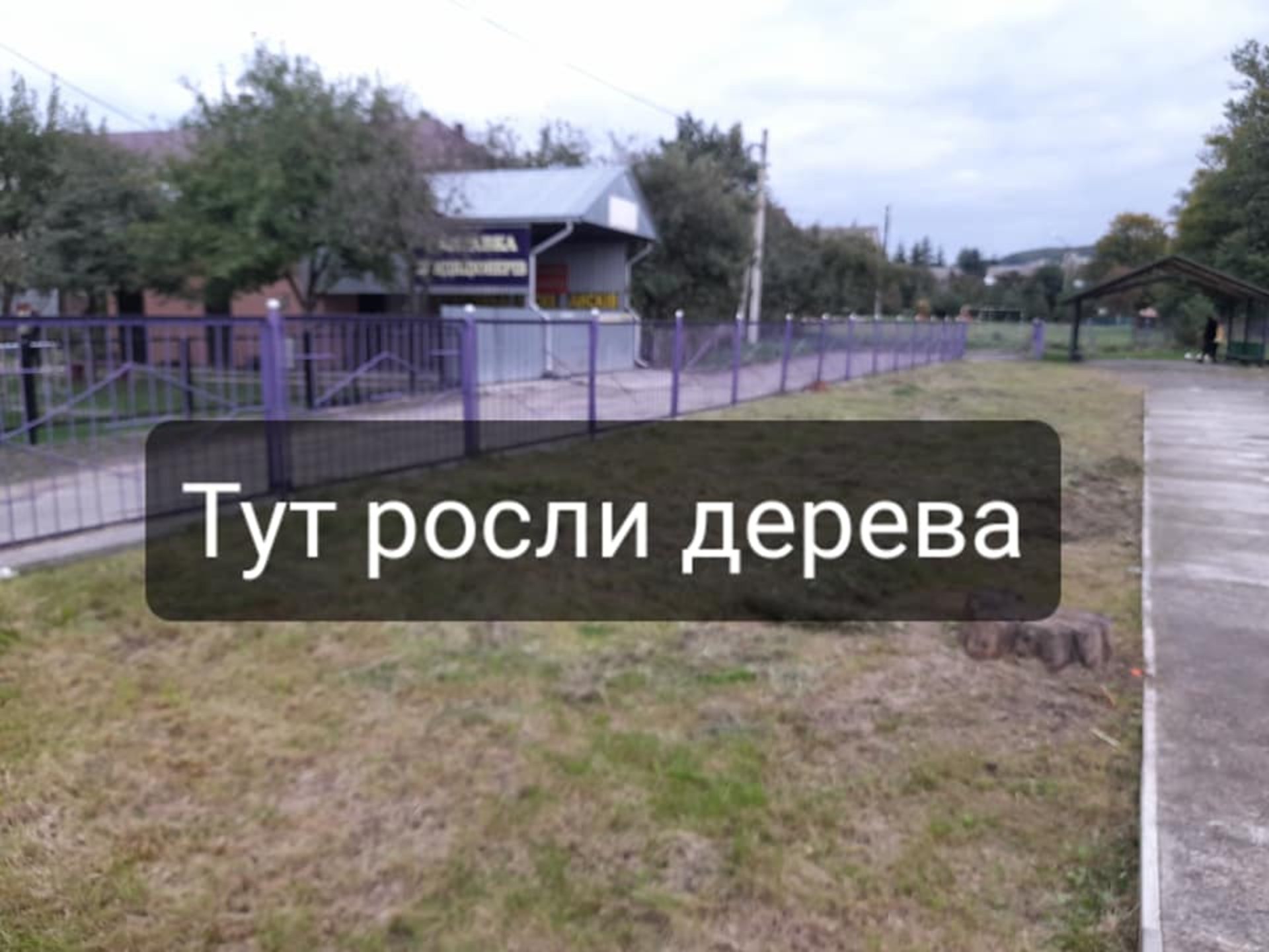На Львівщині на території дитячого садку вирубали сосни, фото Михайло Галущак