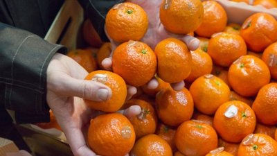 На Львівщині знищать  кілька тонн заражених іспанських мандарин