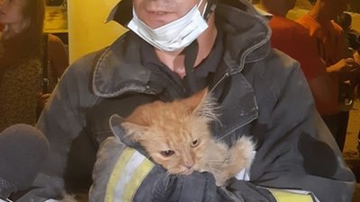 З-під завалів у Дрогобичі врятували кота (ФОТО)
