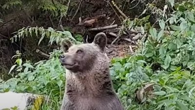 У Карпатах гуляє дорогами сімейство ведмедів (ФОТО, ВІДЕО)