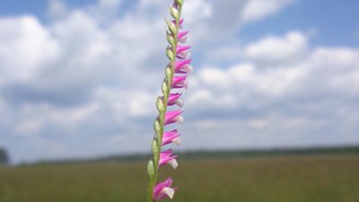 На Львівщині зацвіла рідкісна дика орхідея (ФОТО)