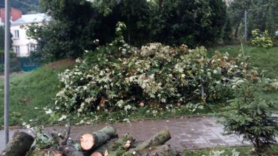У Львові дерево впало на дитину (ВІДЕО)