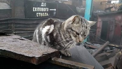 Мешканців Львівщини закликають врятувати тварин з безлюдної шахти (ФОТО)