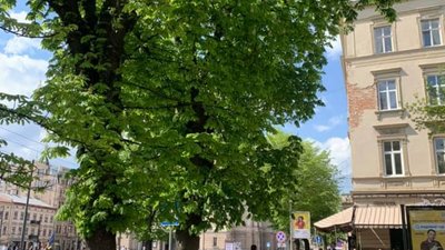 У центрі Львова гілки дерев падають на голову (ФОТО)