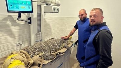 У Львові почали лікування крокодила Джастіна, якого евакуювали із Запорізького зоопарку