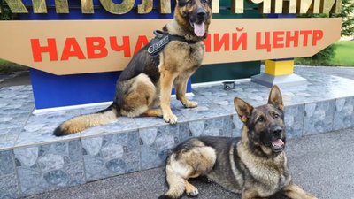 Зеленського охоронятимуть вівчарки з Львівщини (ВІДЕО)