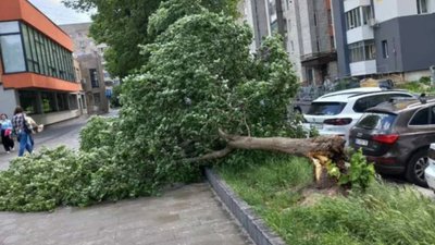 У Львові негода повалила дерева (ФОТО)