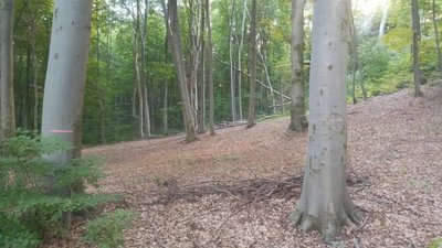 Біля Львова на деревах намалювали дивні позначки