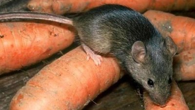 На Львівщині двоє людей померли від лептоспірозу