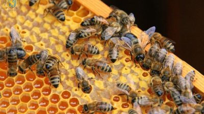 На Львівщині відбулась нарада щодо підтримки виробників медової продукції