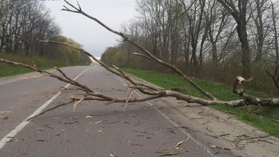 На Львівщині дерево перекривало рух на трасі