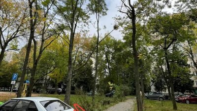 У Львові у спальному районі простоюють сухі дерева (ФОТО)