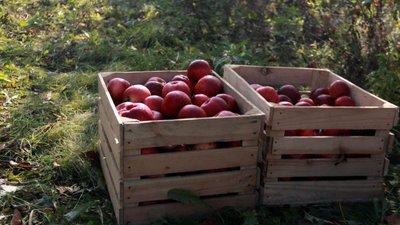 Мешканців Львівщини запрошують на Свято яблук