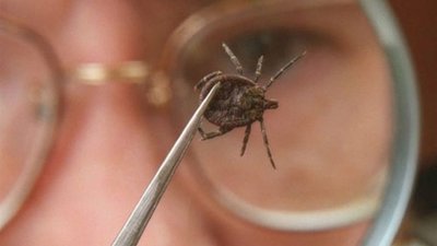 У Львові триває акарицидна обробка парків