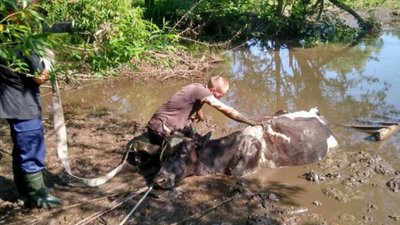 Як на Львівщині рятували корову, коня і цуценя (ФОТО)