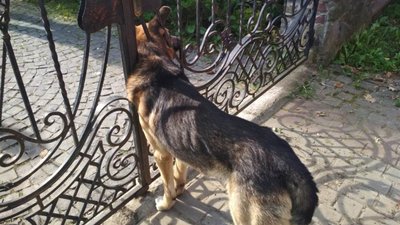 На Львівщині врятували життя собаці