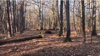 На Львівщині жінка під час прогулянки зустріла стадо диких кабанів (ВІДЕО)