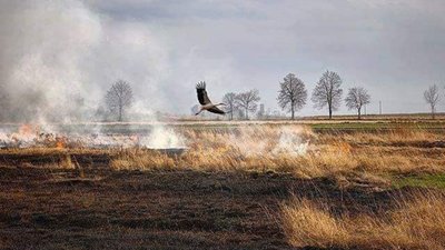 Як у Перемишлянах сильна пожежа охопила поле (ВІДЕО)