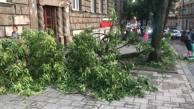 У Львові на тротуарі впало дерево (ВІДЕО)