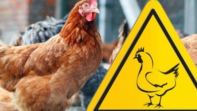 У трьох областях України виявили  пташиний грип