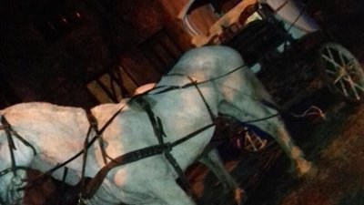 У Львові п’яний погонич карети втік після ДТП