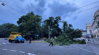 Як у центрі Львова впало дерево (ВІДЕО)