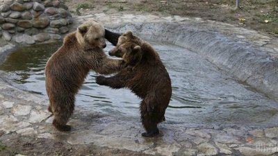 "Домажир" запрошує пригостити ведмедів медом