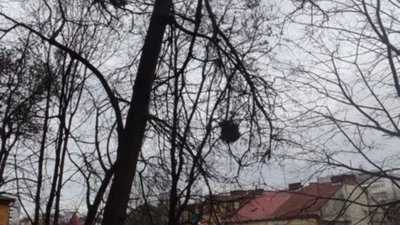 У Львові просять зрізати аварійне дерево