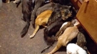 У Львові через смерть господарки для 30-ти котів шукають нові домівки