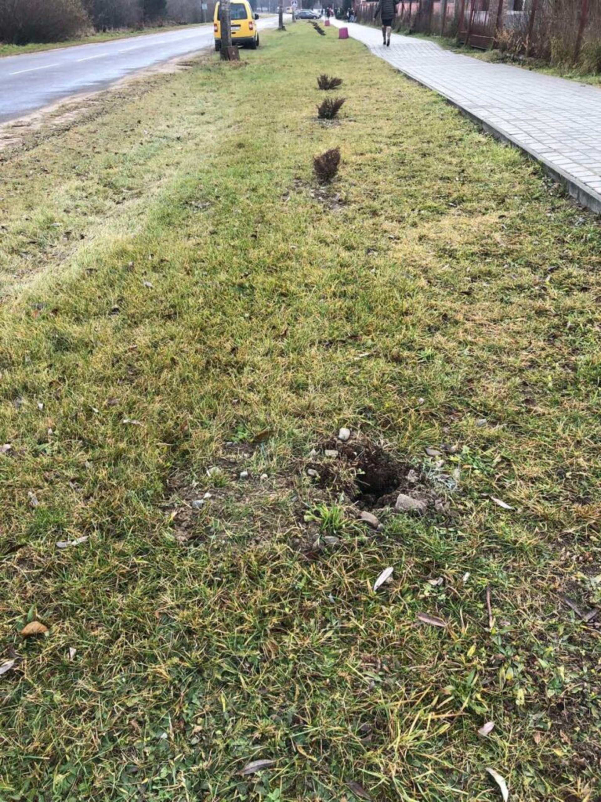 У Яворові викрали саджанці ялівцю