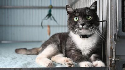 У Львові запрацював Банк крові для котів