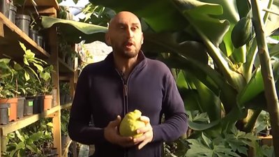 У вегетарії біля Львова збирають врожаї лимонів 7 разів на рік (ВІДЕО)