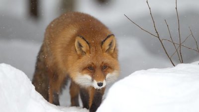 На Сколівщині через сказ оголосили карантин і почнуть відстріл лисиць