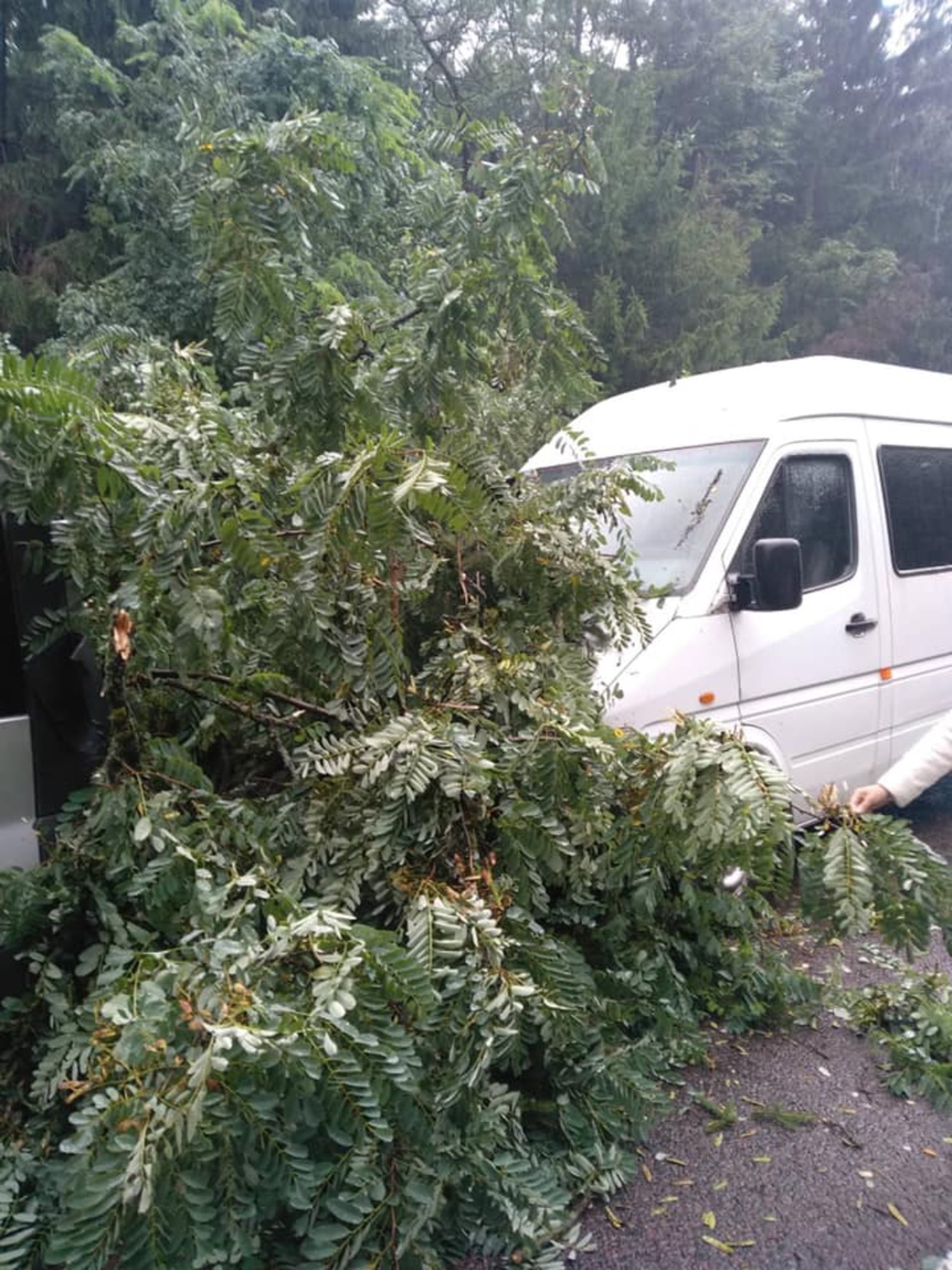 Як на міжнародній трасі на Львівщині дерево понищило автомобілі. Фото Варта-1