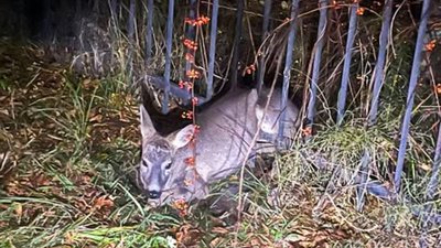 У Трускавці косуля потрапила у металеву пастку