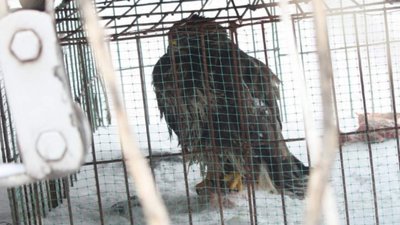 У Львові врятували з неволі хижого птаха (ФОТО)