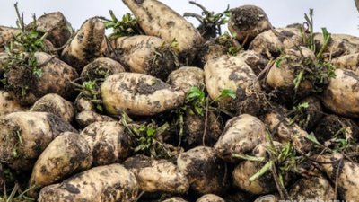 На Львівщині менше вродило цукрових буряків