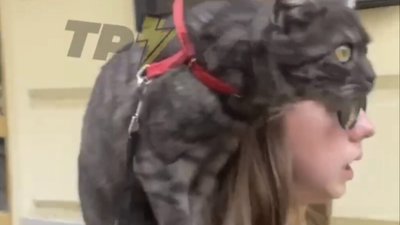 У центрі Львова дівчина прогулялась із котом (ВІДЕО)