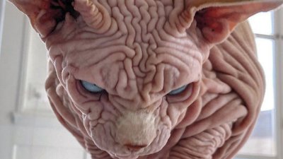У Львівській області виявили сказ у кота