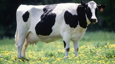 На Львівщині 66-річний чоловік побив пенсіонерку за випасання корови поблизу школи