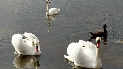 Як у Сокалі лебеді піднімають настрій городянам (ФОТО)