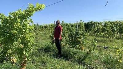 У Зіболках на Львівщині вирощують вино (ФОТО)